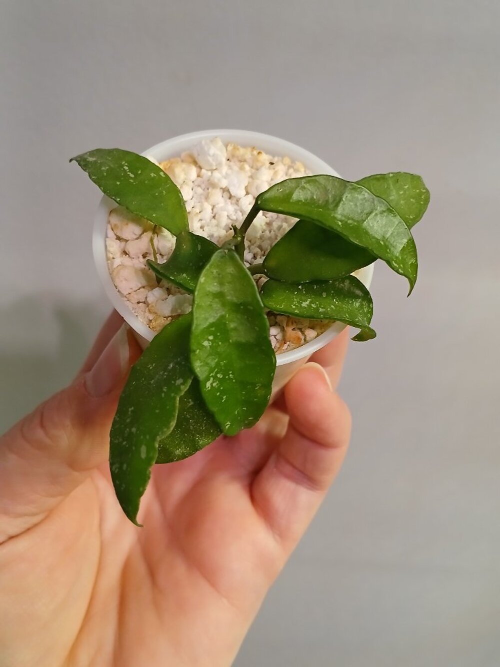 Hoya SR 2010-055
